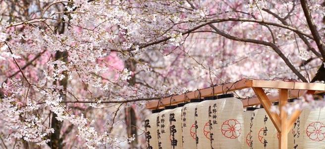 أزهار الكرز و إحتفال الهانامي الياباني Nonaunicorn S View